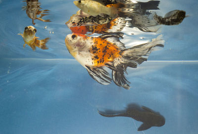 Close-up of fish swimming in aquarium