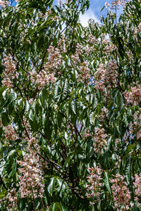 Close-up of flowering plants against trees