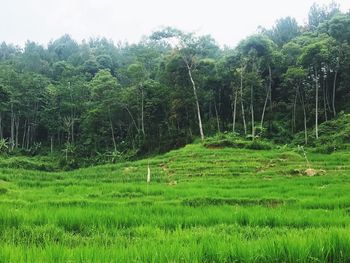 Scenic view of trees growing on field