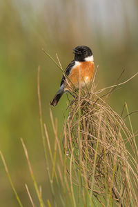 Saxicola rubicola male, named tarabilla in spanish perched on a branch