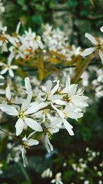 Close-up of plants against blurred background