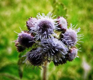 Close-up of thistle flowers on field