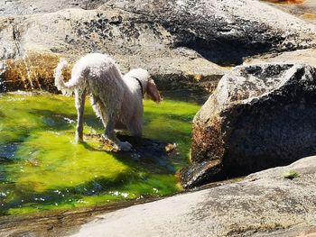 View of monkey drinking water from rocks