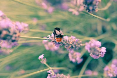 Close-up of bee on pink flower