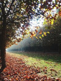 Sunlight falling on autumn leaves in park