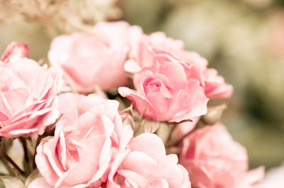 Close-up of pink rose