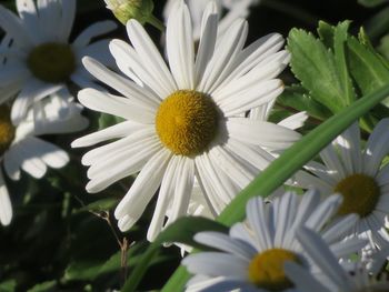 Close-up of white daisy flowers