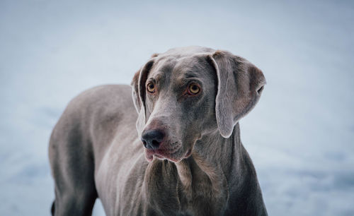 Close-up of weimaraner standing on field