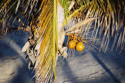 Close-up of fruits growing on tree