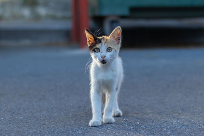 Portrait of cat on road