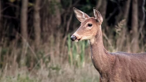 Close-up of squirrel in forest