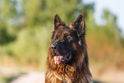 Close-up of a dog looking away