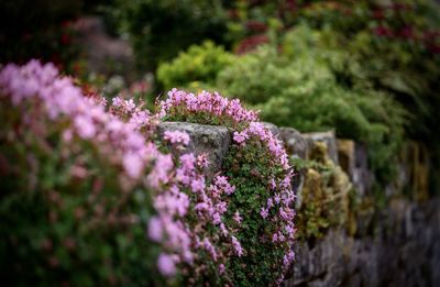 Close-up of pink flowering plant