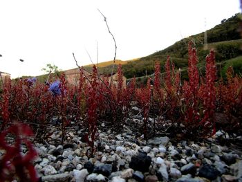 Flowers growing on landscape against clear sky