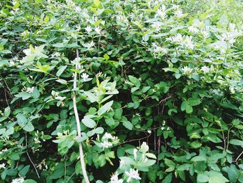 Close-up of plants growing on land