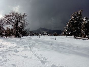 Trees on snow covered landscape against sky