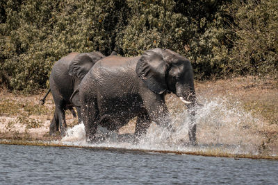 Elephant drinking water