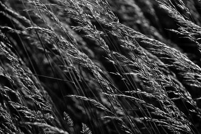 Close-up of wheat on grass