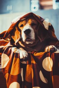 Close-up portrait of dog with sheet on bed at home