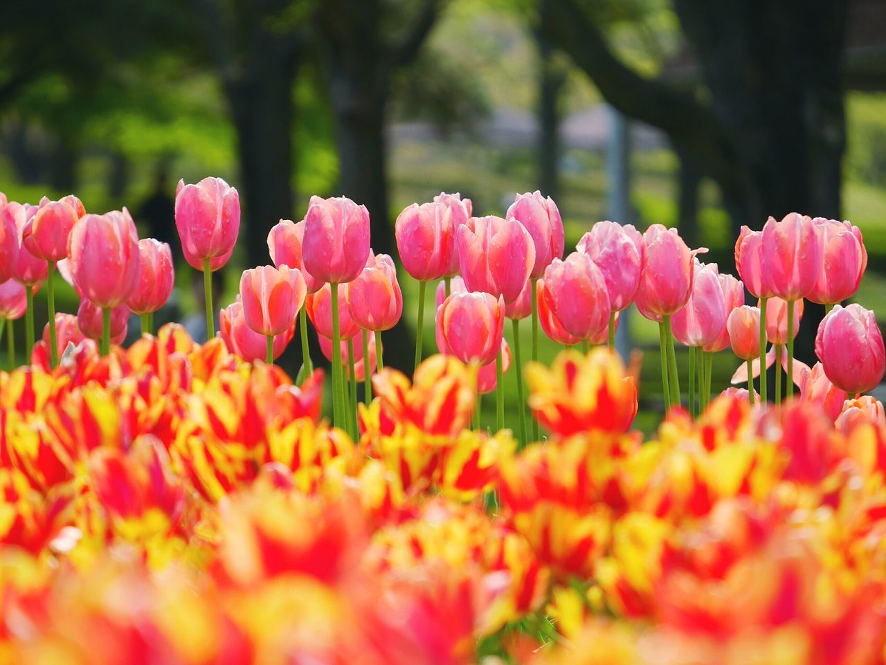 flower, freshness, fragility, petal, growth, beauty in nature, blooming, flower head, focus on foreground, tulip, nature, pink color, selective focus, red, in bloom, abundance, stem, plant, blossom, close-up