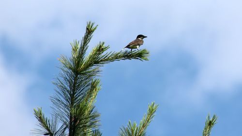 Low angle view of bird perched on a tree