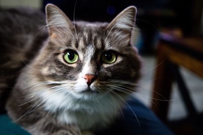 Close-up portrait of tabby cat