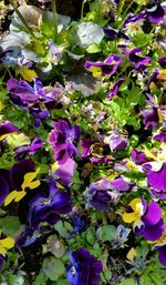 Close-up of purple flowers blooming outdoors