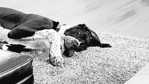 Close-up of dog lying down