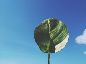 Low angle view of plant against blue sky