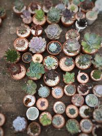 High angle view of coins on plant