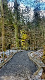 Road in forest