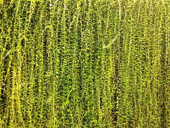 Full frame shot of trees on field