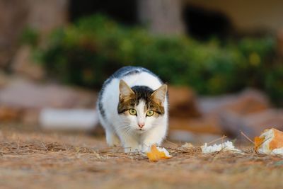 Portrait of a cat