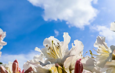 Close-up of white flowering plants against sky