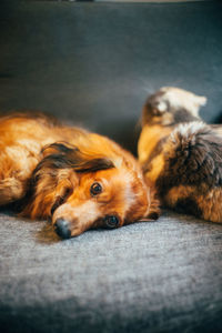 Close-up of a dog resting