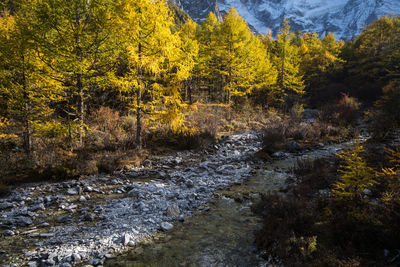 Scenic view of stream in forest during autumn