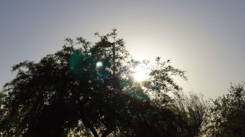 Low angle view of trees against clear sky