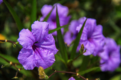 Close-up of purple flowering plant