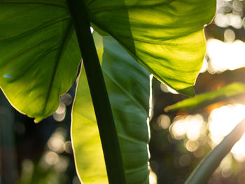 Close-up of green leaves on plant