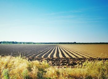 Scenic view of field against clear sky