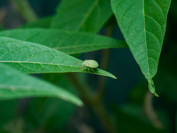 Green beetle sitting on green leaf
