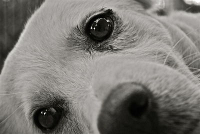 Close-up portrait of a dog