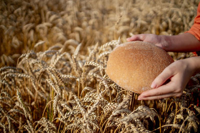 Cropped hand of person holding pumpkin