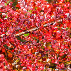 Full frame shot of red maple leaves