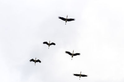 Low angle view of birds flying in sky