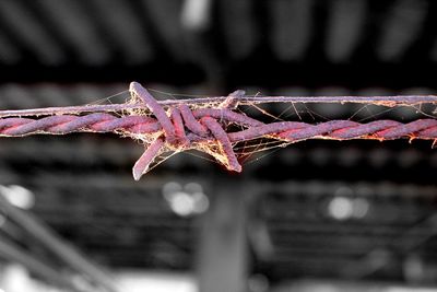 Close-up of spider web