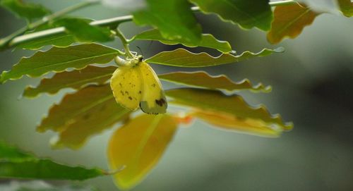 Close-up of butterfly on plant