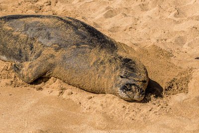 High angle view of animal sleeping on sand