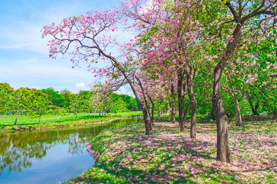 View of cherry tree by lake against sky