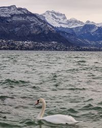 Swan swimming in lake